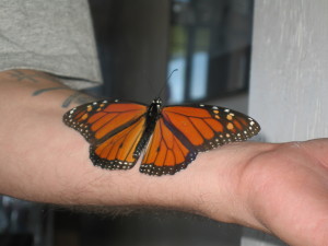Butterfly on Patrick's arm