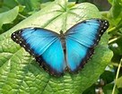 “Butterfly Dance” by Yanni