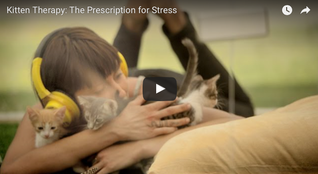 The Kitten Box – Stress Reduction